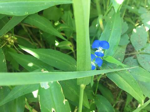 Image of Commelina cyanea R. Br.