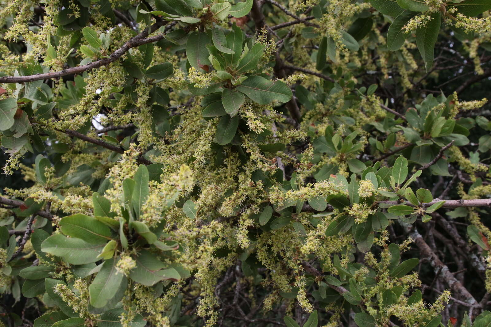 Image of Indaba tree