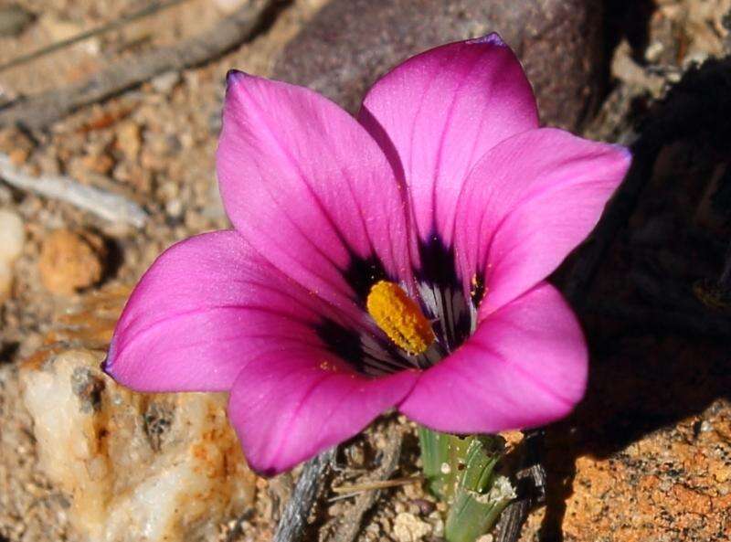 Image of Romulea atrandra var. atrandra