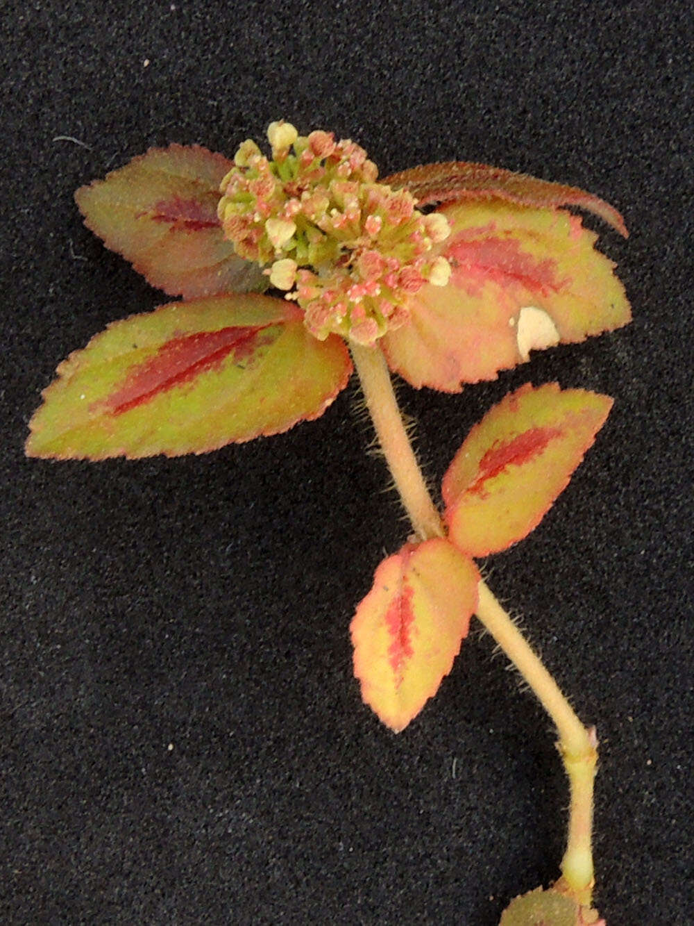 Image of Euphorbia hirta L.