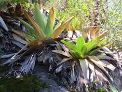 Image of Alcantarea imperialis (Carrière) Harms