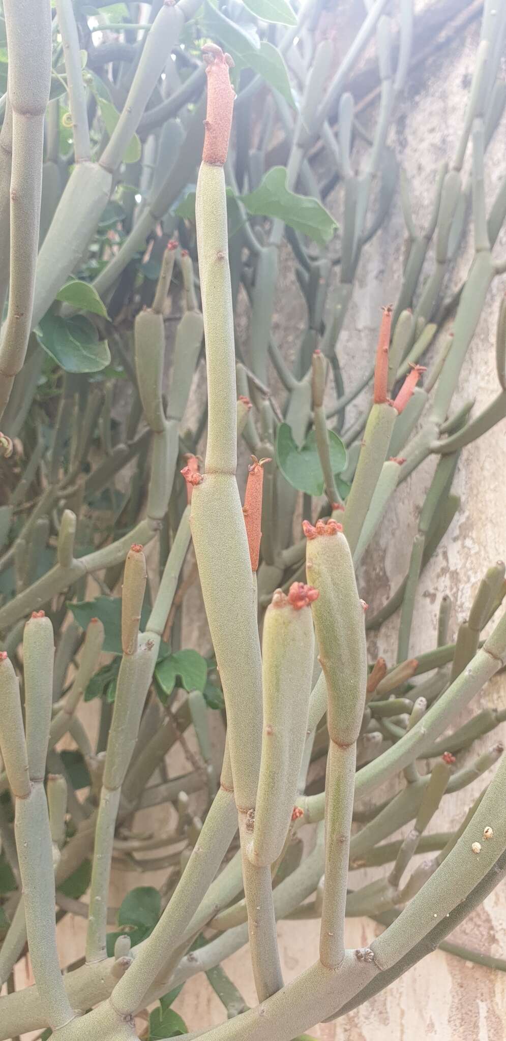 Слика од Euphorbia xylophylloides Brongn. ex Lem.