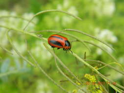 Image of <i>Entomoscelis adonidis</i>