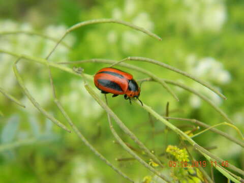 Plancia ëd <i>Entomoscelis adonidis</i>