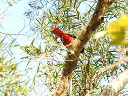 Image of Maroon Oriole