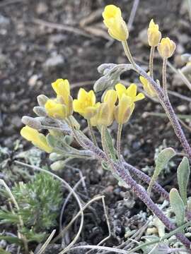 Image of Physaria arenosa (Richardson) O'Kane & Al-Shehbaz