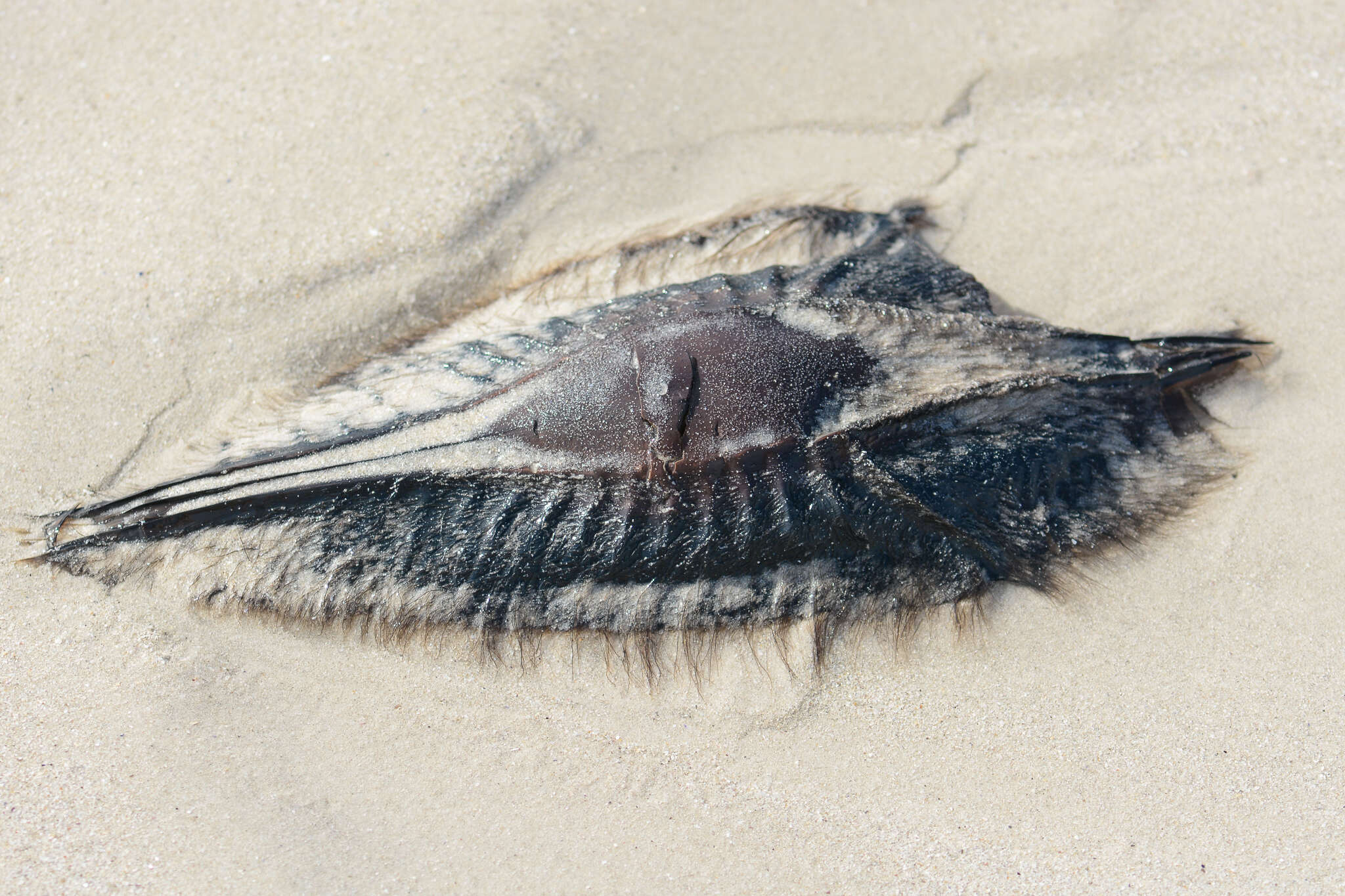 صورة Callorhinchus capensis Duméril 1865