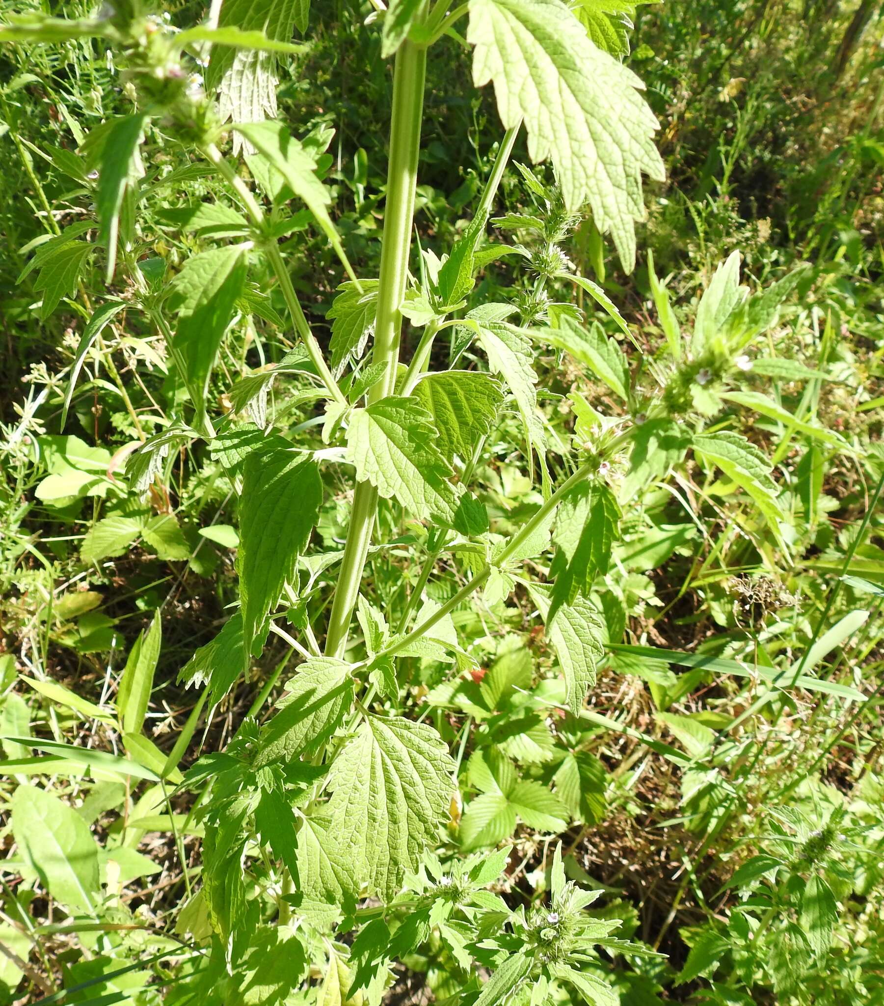 Image of lion's tail