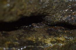 Image of Cumberland Dusky Salamander