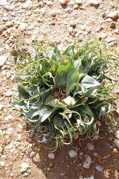 Image of Colchicum circinatum subsp. circinatum