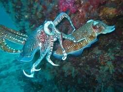 Image of Pharaoh Cuttlefish