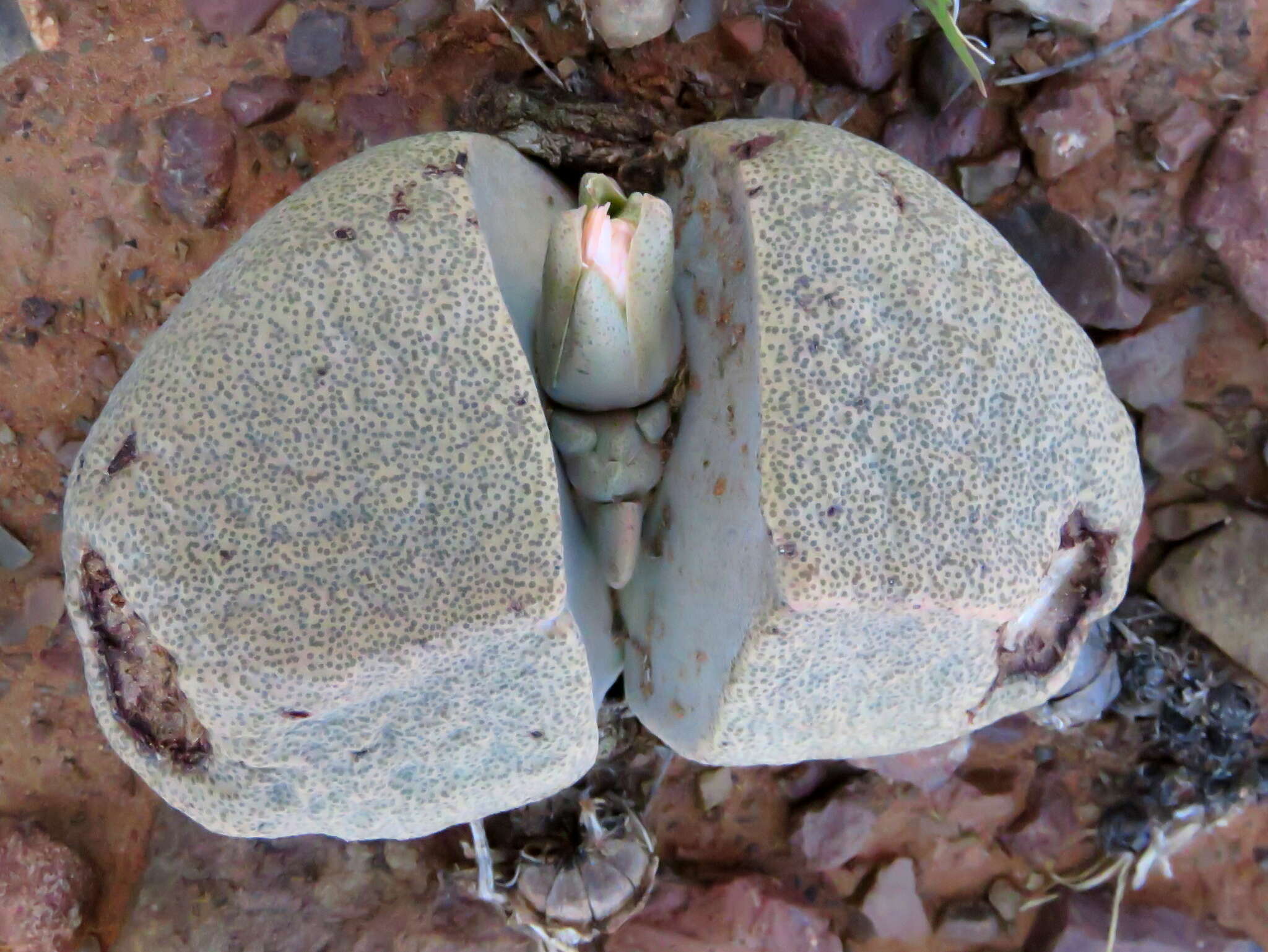 Image of Stone Quaggafig