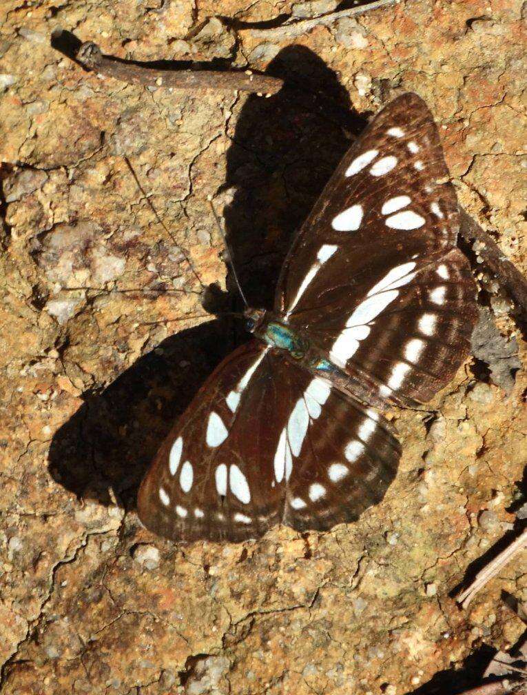 Image of Phaedyma columella Cramer 1782