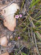 Image of Acmadenia maculata I. Williams