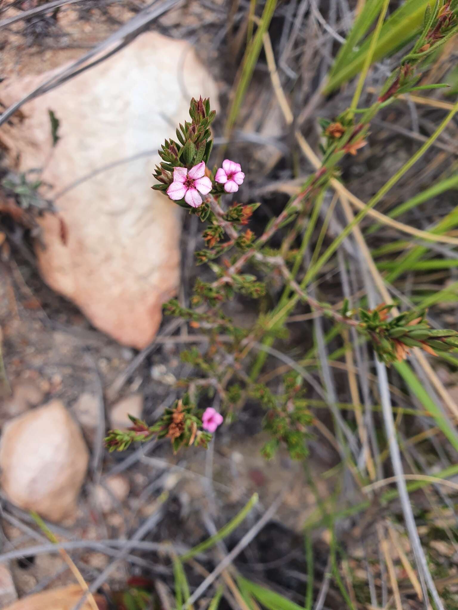 Image of Acmadenia maculata I. Williams