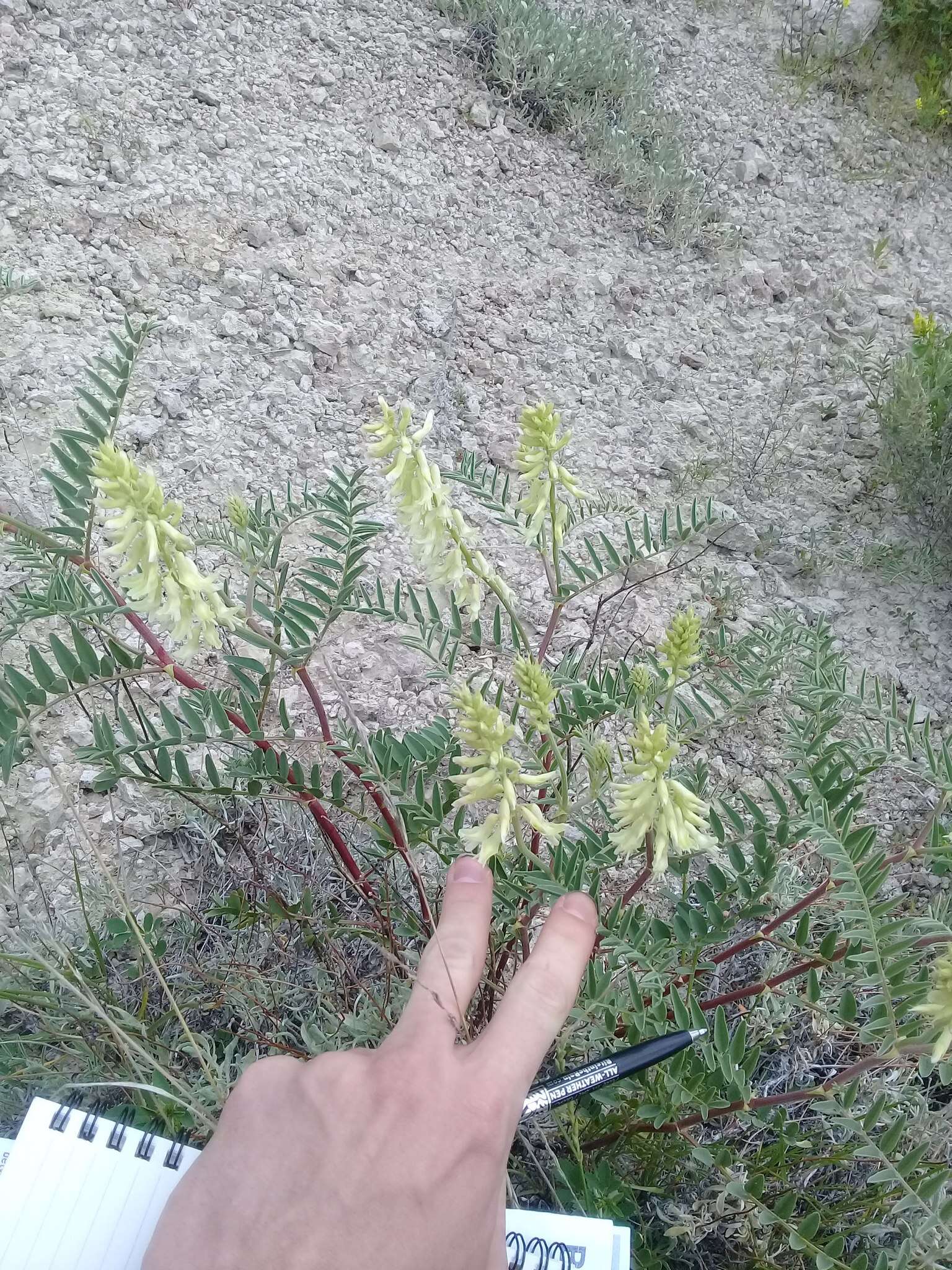 Imagem de Astragalus racemosus Pursh