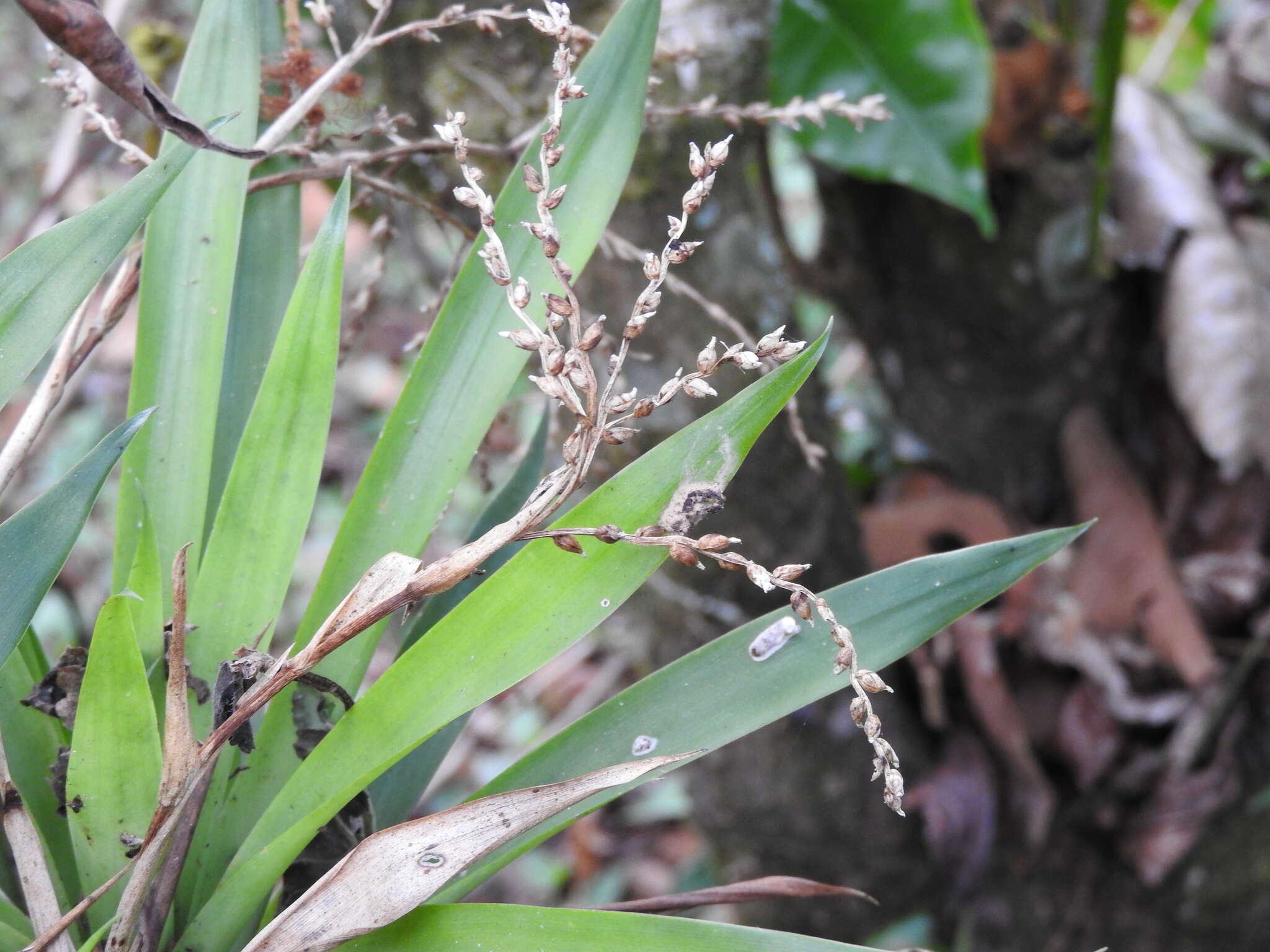 Image of Catopsis paniculata É. Morren