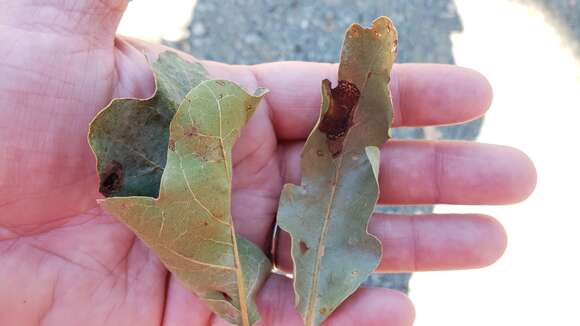 Image of hybrid oak