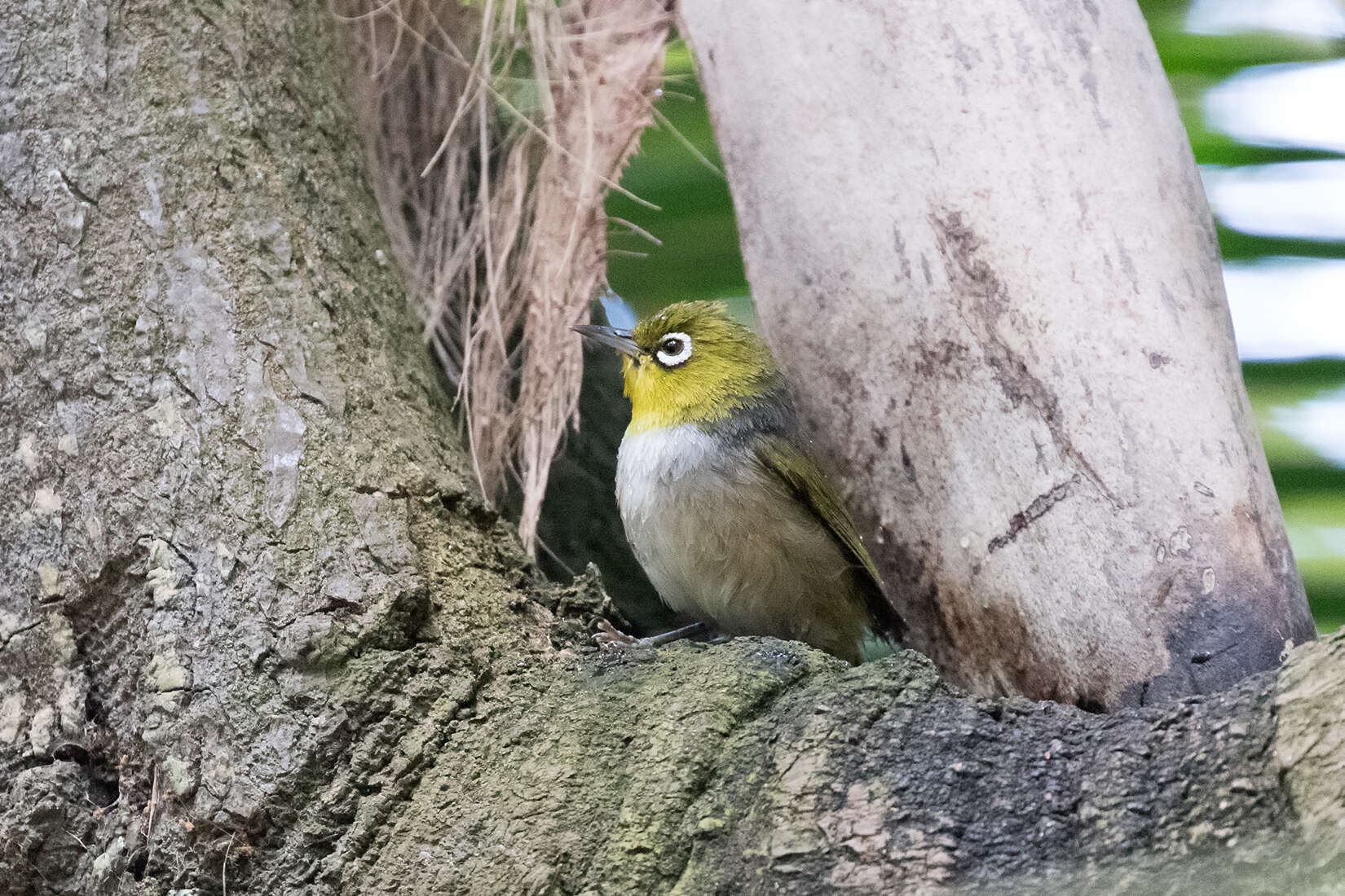 Image of Lord Howe White-eye