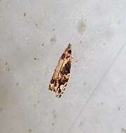 Image of Lantana Flower-Cluster Moth