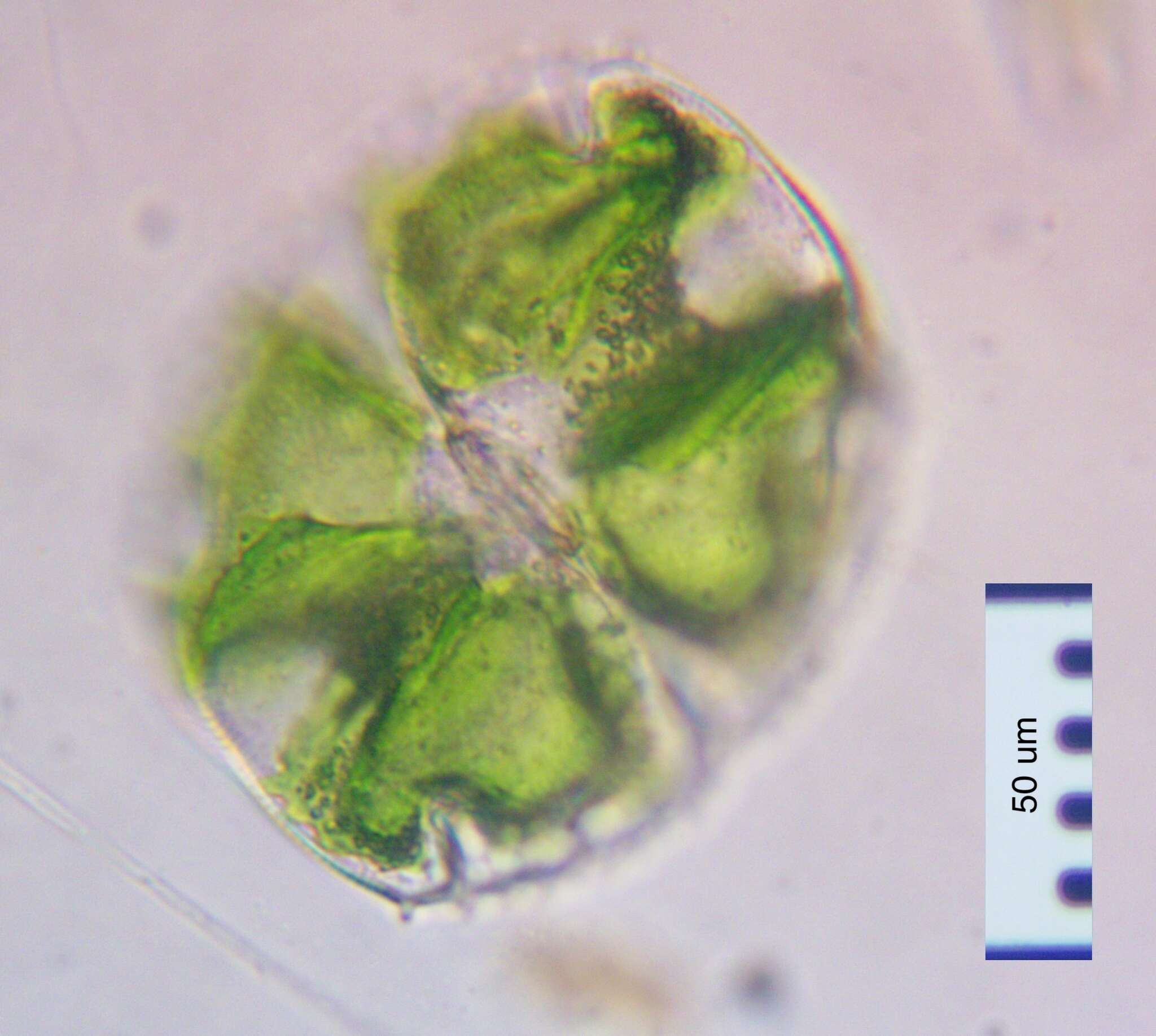 Image of Micrasterias truncata Brébisson ex Ralfs 1848