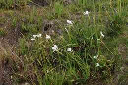 Image of Diplarrena latifolia Benth.