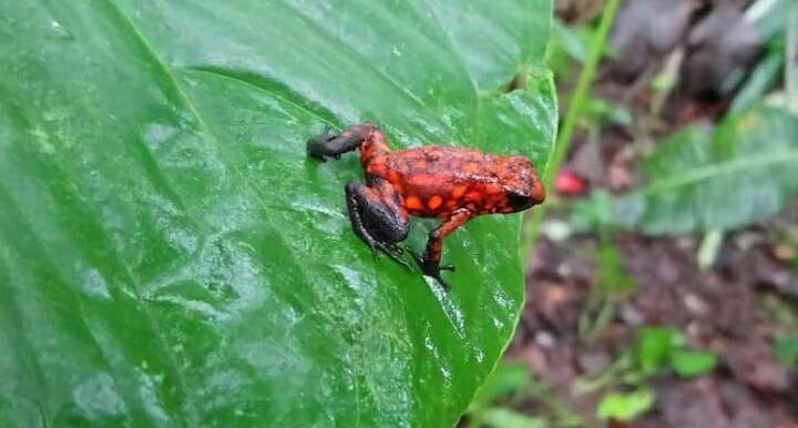 Image of Pichincha poison frog