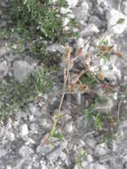 Image of Helianthemum rupifragum A. Kerner