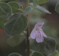 Image of Poliomintha marifolia (S. Schauer) A. Gray