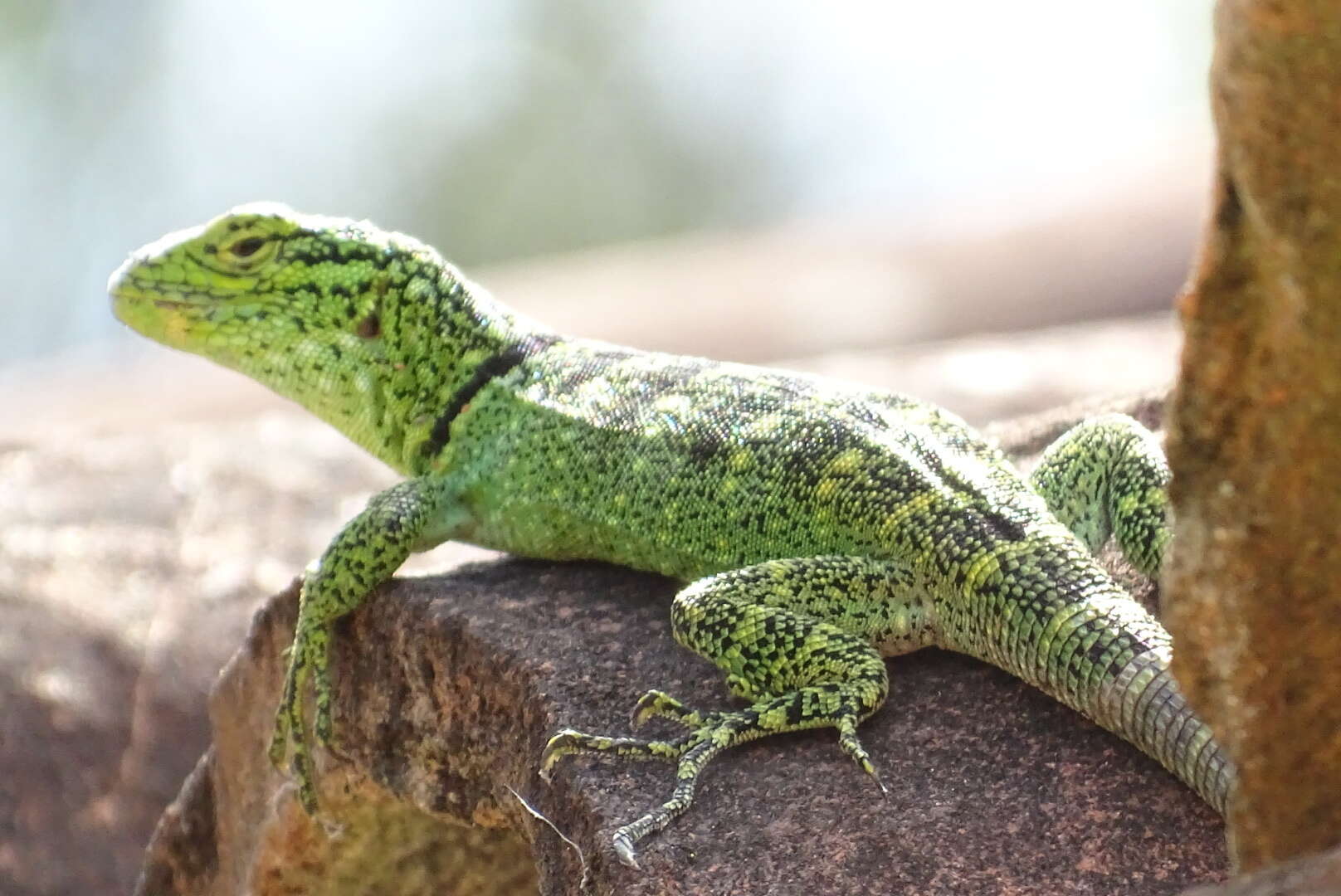 Image of Patterned Whorltail Iguana