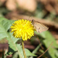 Слика од Cymaenes tripunctata Latreille 1824