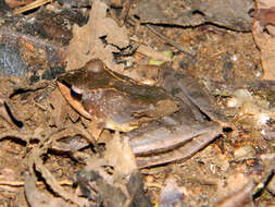 Image of Common Madagascar Frog