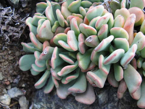 Image of Sedum rubiginosum