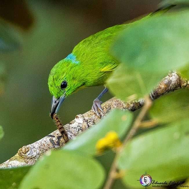 Image of Green Shrike-Vireo