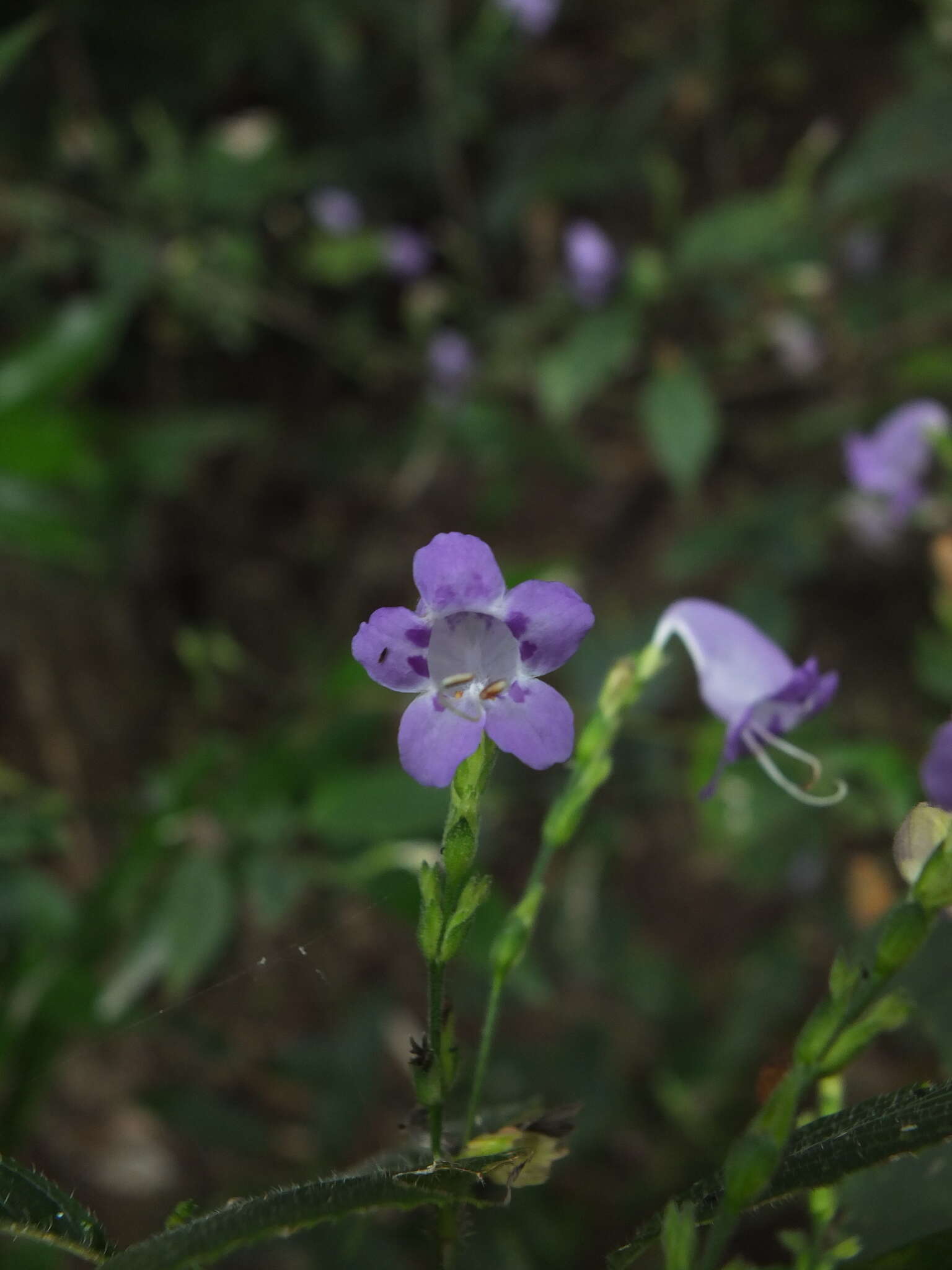 Image of Strobilanthes cordifolia (Vahl) J. R. I. Wood