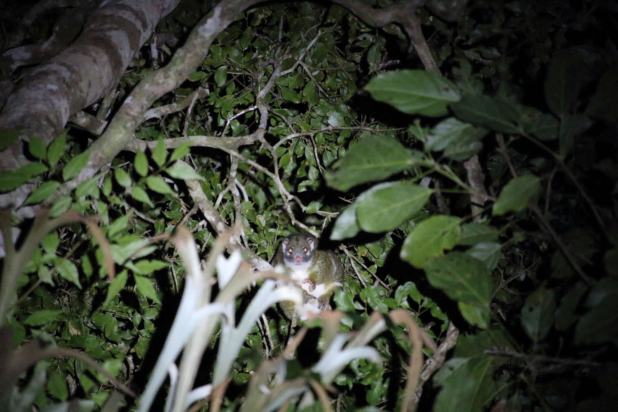 Image of Green Ringtail Possum