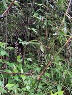 Image of Tiarella polyphylla D. Don