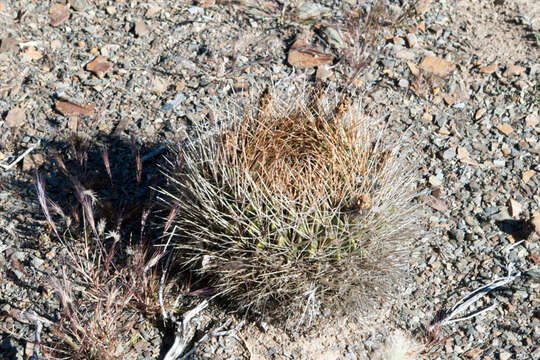 Image of Echinopsis cinnabarina (Hook.) Labour.