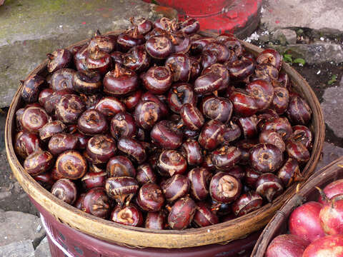 Image of Chinese water chestnut