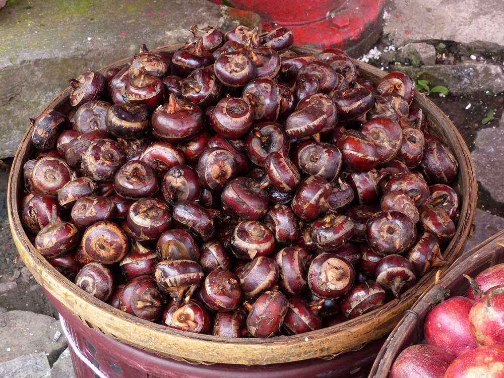 Image of Chinese water chestnut