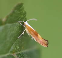 Image of Argyresthia albistria Haworth 1828