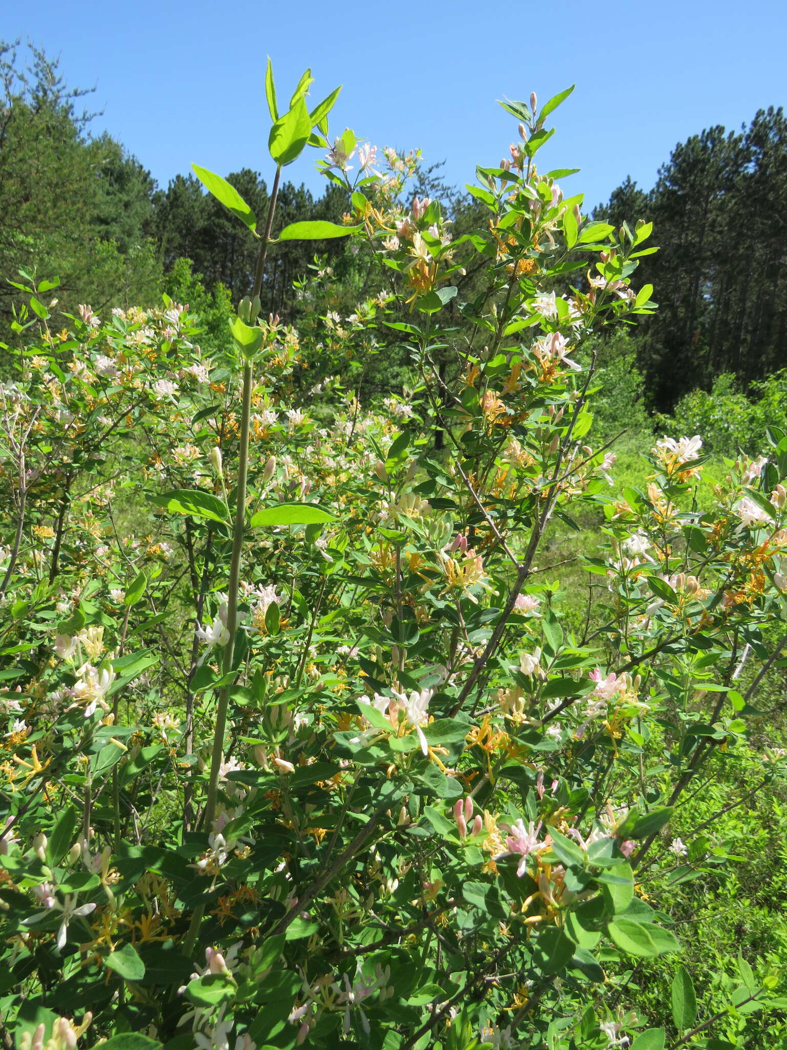 Image de Lonicera bella Zab.