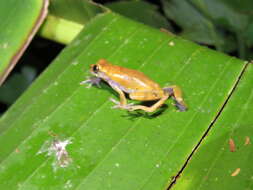 Image of Koechlin's Treefrog