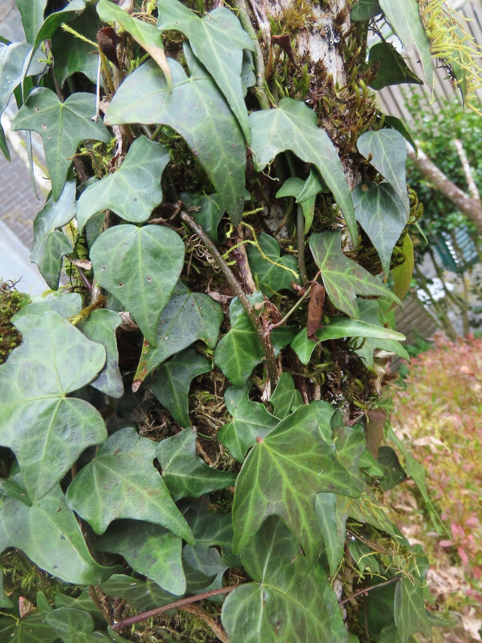 Image of Hedera rhombea (Miq.) Paul