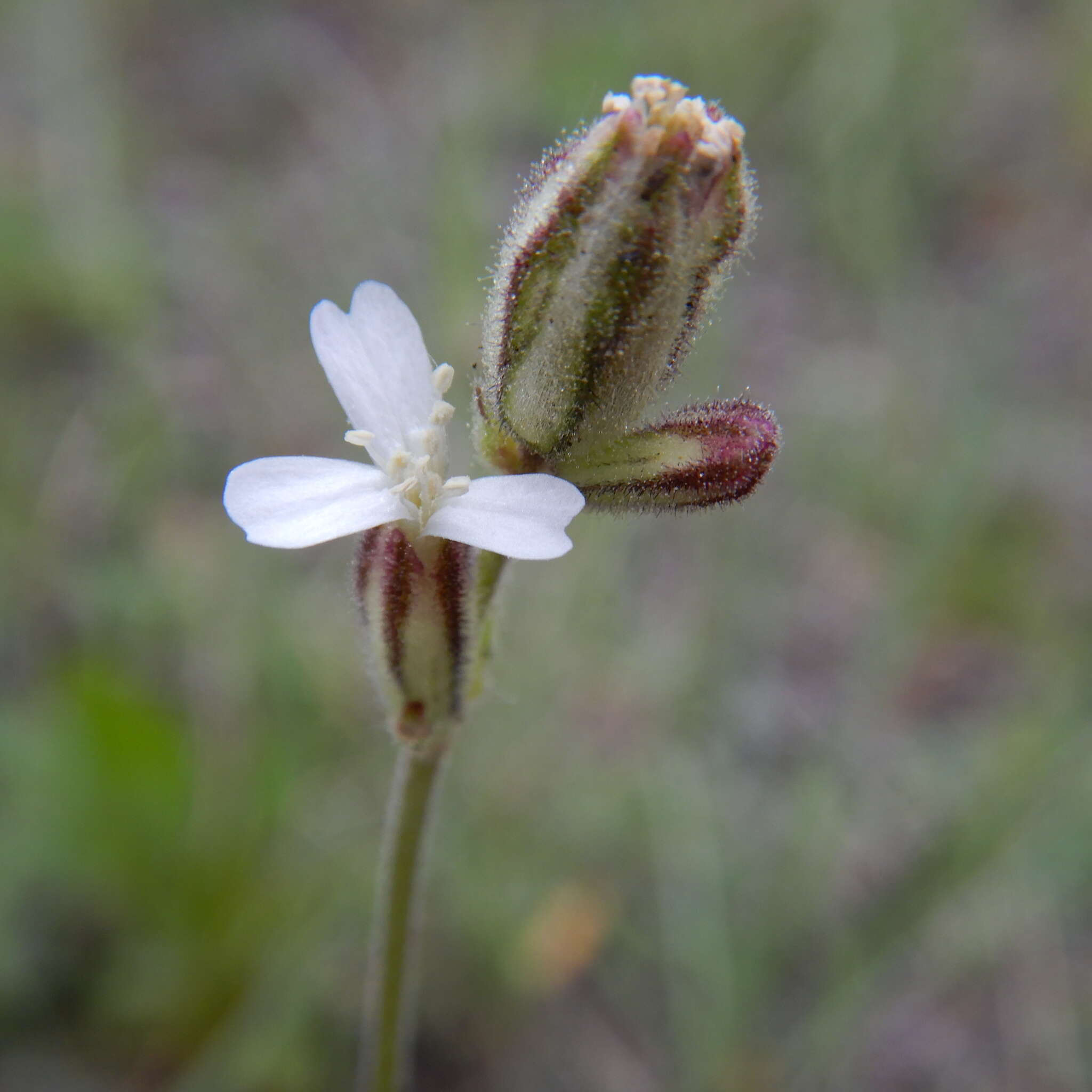 Слика од Silene ostenfeldii (A. E. Porsild) J. K. Morton