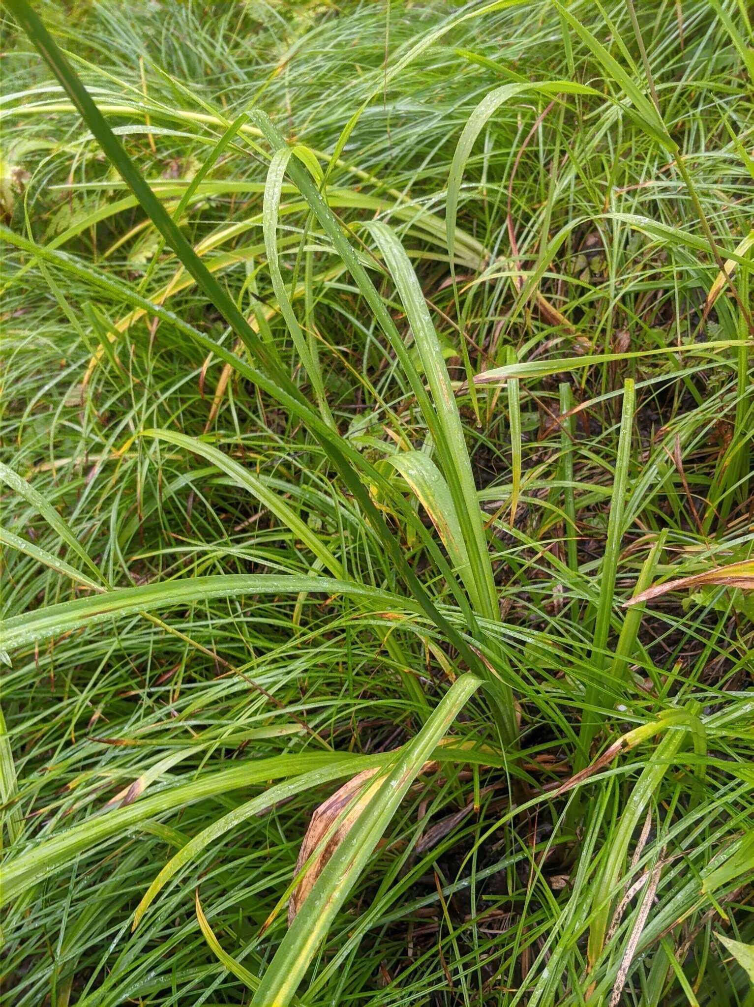 Image of Amur daylily