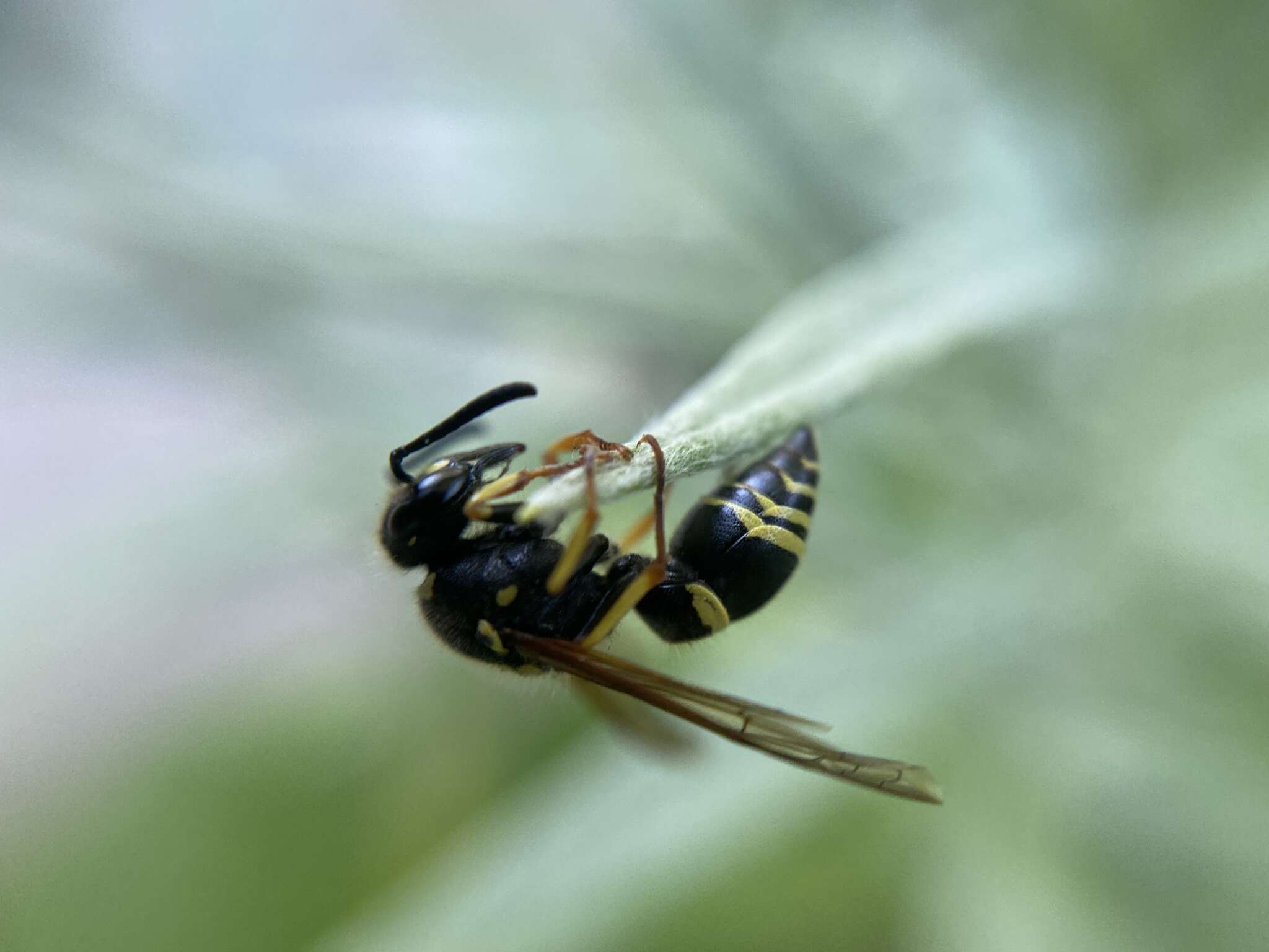 Image of Ancistrocerus waldenii (Viereck 1906)