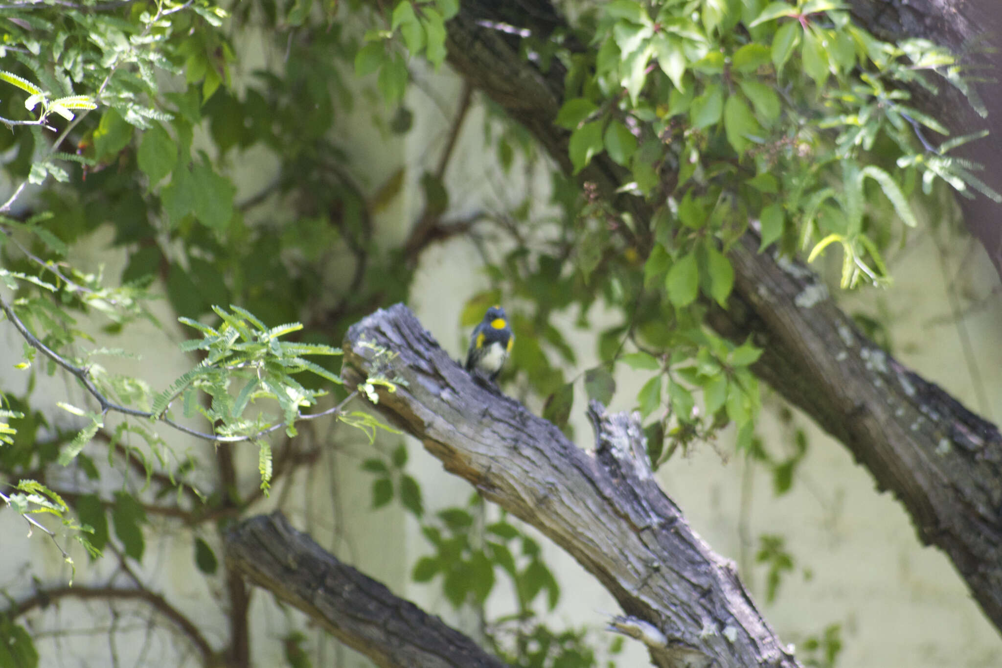 Image of Myrtle Warbler