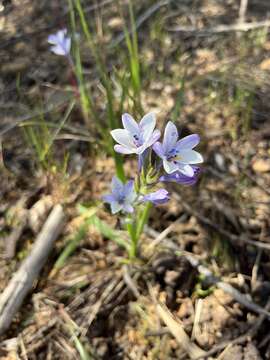 Image of Babiana patersoniae L. Bolus