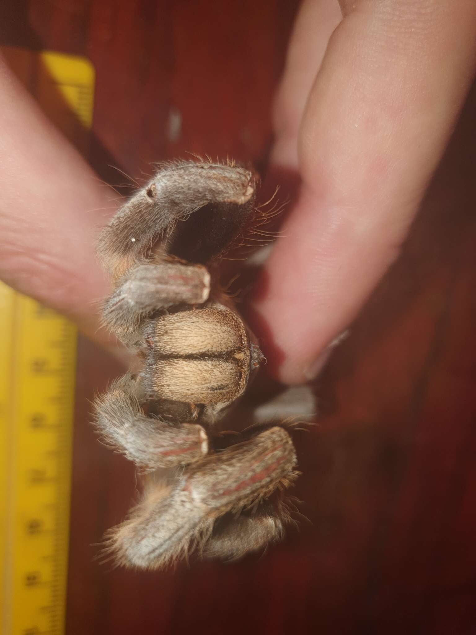 Image of African Horned Baboon Tarantula